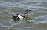 Pigeon Guillemot